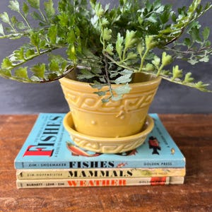May include: A yellow ceramic planter with a matching saucer holds a green plant. The planter sits atop a stack of vintage Golden Press books titled "Fishes", "Mammals", and "Weather". The books are on a wooden surface.