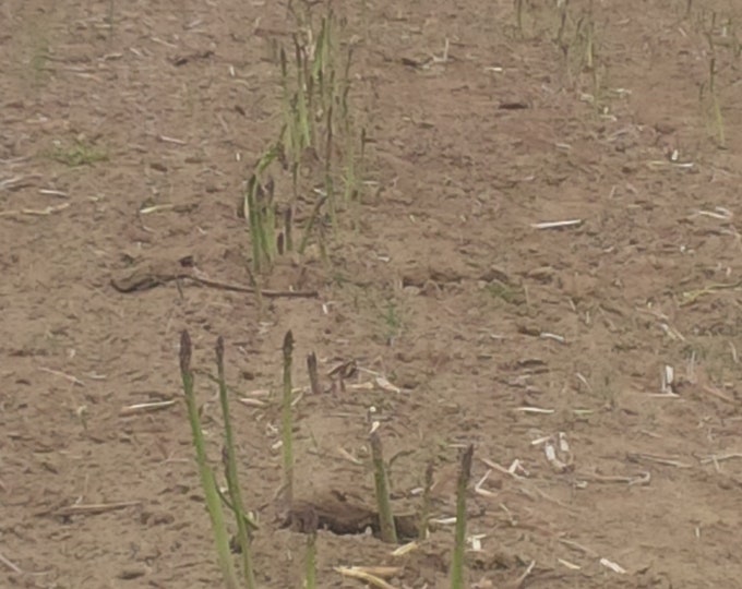 25 Two year Jersey Giant Asparagus Bare Root Crowns TASTY No Gmos Etsy