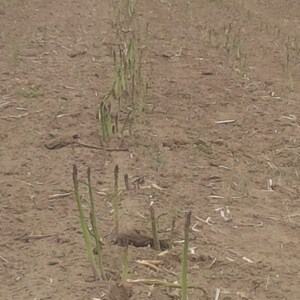 20 one year Jersey Giant  Asparagus plants NO  GMO'S