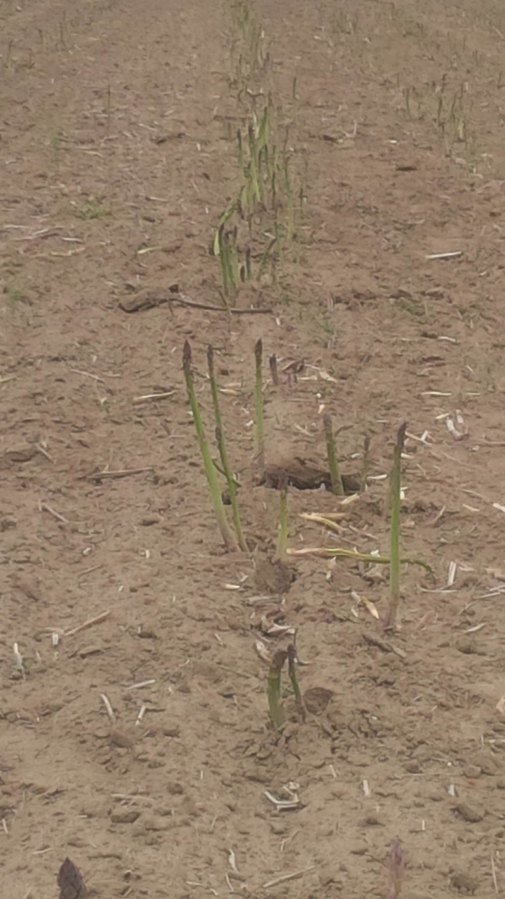 UC 157 Two Year Crowns Count is 20 Etsy