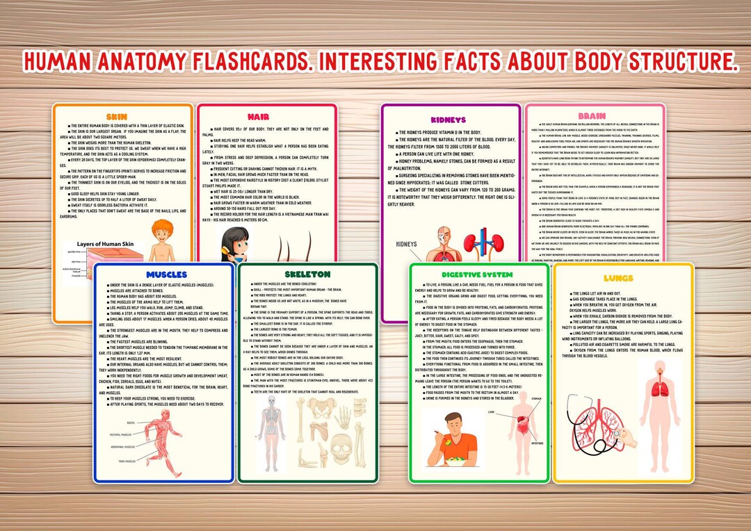 Human Anatomy Flashcards for Kids ,human Body Cards , Printable ... Biology Diagrams