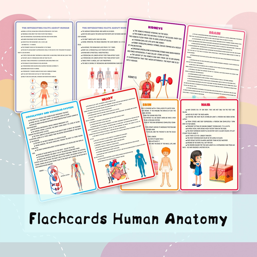 Human Anatomy Flashcard Body Anatomy for Kids Printable Anatomy Biology Diagrams