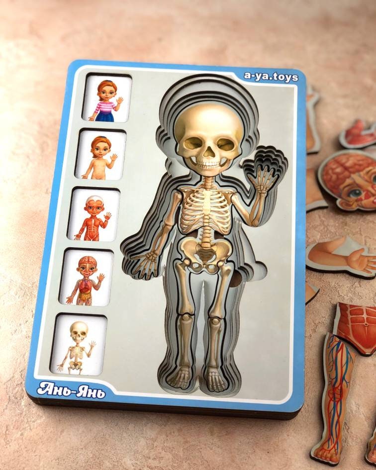 Human Anatomy Puzzles for Kids Skeleton System Body Muscular System