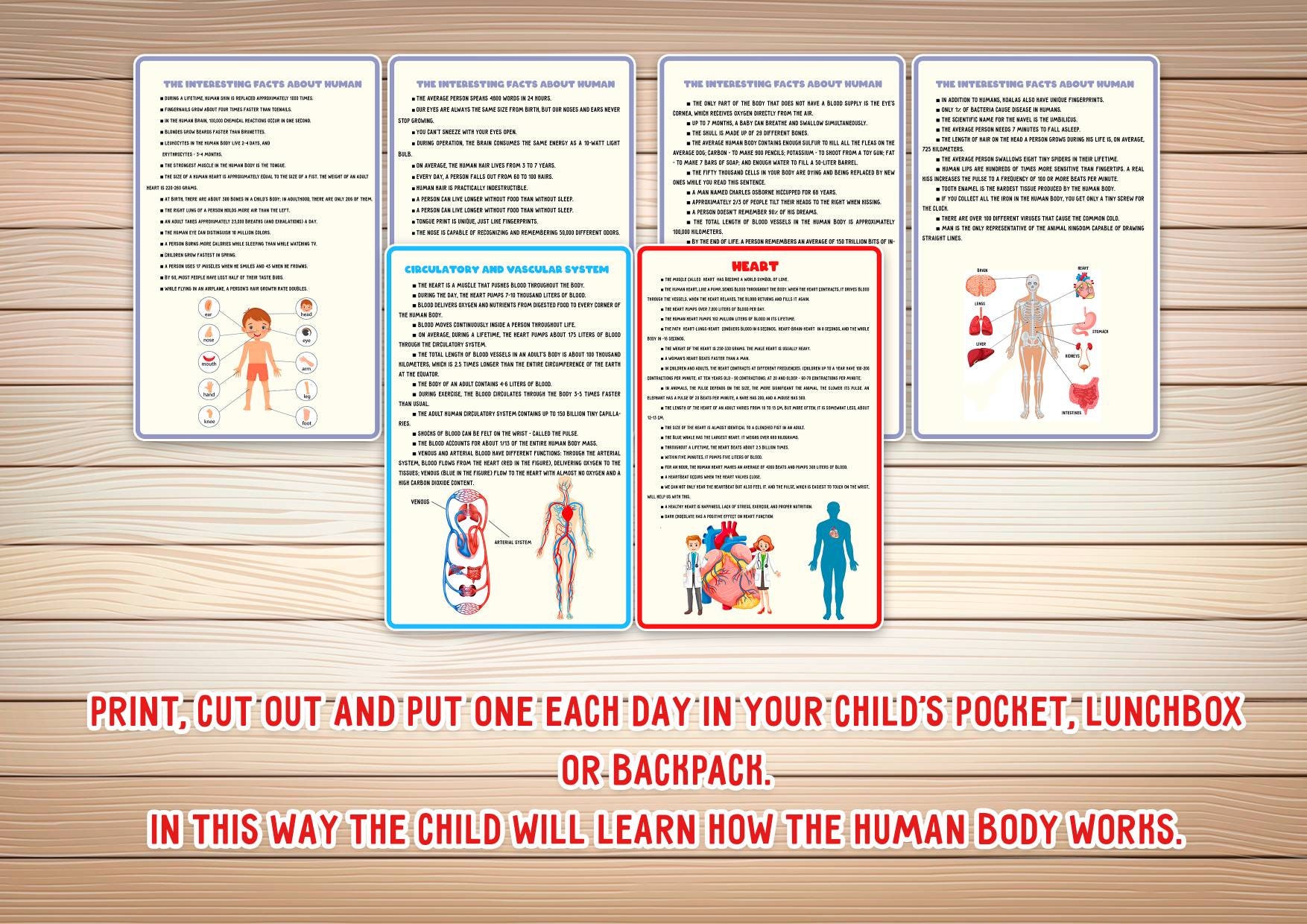 Human Anatomy Flashcards for Kids ,human Body Cards , Printable