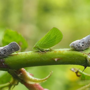 May include: Close-up of three insects on a green stem. Two are gray and speckled, while the middle one is a vibrant green, resembling a leaf. The stem is a bright green with small thorns and buds, set against a blurred green background.