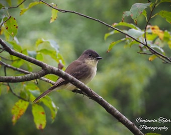 Eastern Phoebe Photography Print | Bird Photography | Bird Art | North Carolina Wildlife | Eastern Phoebe Print | Wildlife Photography
