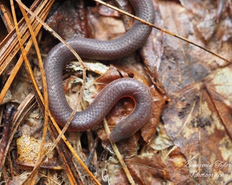 Worm Snake Photography Print | Snake Photography | Reptile Art | North Carolina Wildlife | Worm Snake Print | Wildlife Photography