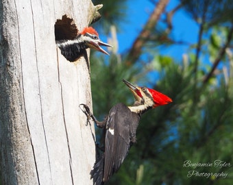 Woodpeckers Photography Print | Bird Photography | Bird Art | North Carolina Wildlife | Pileated Woodpecker Print | Wildlife Photography