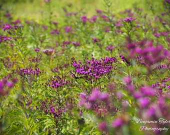 Butterfly Photography Print | Flower Photography | Botanical Art | West Virginia Wildlife | Tiger Swallowtail Print | Wildlife Photography