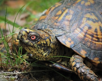 Box Turtle Photography Print | Turtle Photography | Reptile Art | North Carolina Wildlife | Eastern Box Turtle Print | Wildlife Photography