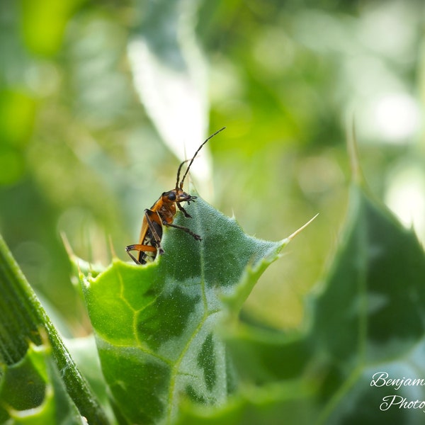 Soldier Beetle Photography Print | Bug Photography | Insect Art | North Carolina Wildlife | Soldier Beetle Print | Wildlife Photography