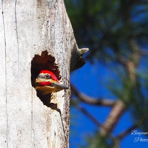May include: A red-headed woodpecker peeks out of a hole in a tree trunk. The woodpecker's head and beak are visible, with a bright red crown and black and white markings.