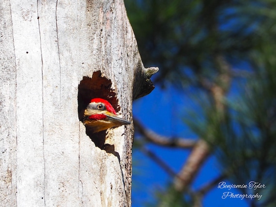 Baby Woodpecker Photography Print | Bird Photography | Bird Art | North Carolina Wildlife | Pileated Woodpecker Print | Wildlife Photography