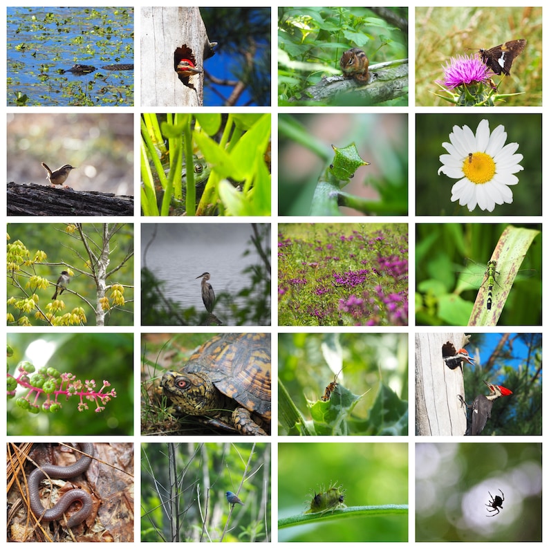 May include: A collage of 16 images featuring various wildlife and nature scenes. The images include a turtle, a dragonfly, a bird, a chipmunk, a spider, a flower, a frog, and a heron.