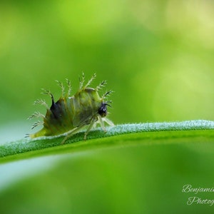 May include: A small green insect with spiky hairs and black eyes is perched on a green leaf.