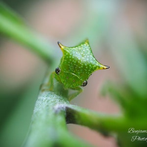 May include: A close-up of a green treehopper insect with a spiky, horned head, perched on a green plant stem. The insect has black eyes and a textured body. The background is blurred, with the photographer's name in the bottom right corner.