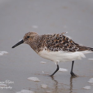 May include: A brown and white sandpiper bird with a long, thin beak stands on a sandy beach with a gray background.