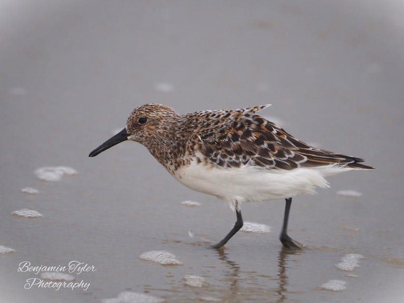 May include: A brown and white sandpiper bird with a long, thin beak stands on a sandy beach with a gray background.