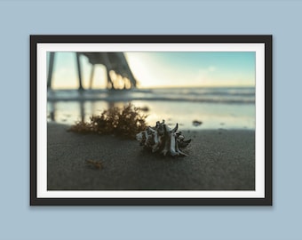 Seashell Photography Print Deerfield Beach Print Sunrise Print Beach Wall Art Sunrise Decor Seashell Wall Art Seashore Beach Decor Seashell