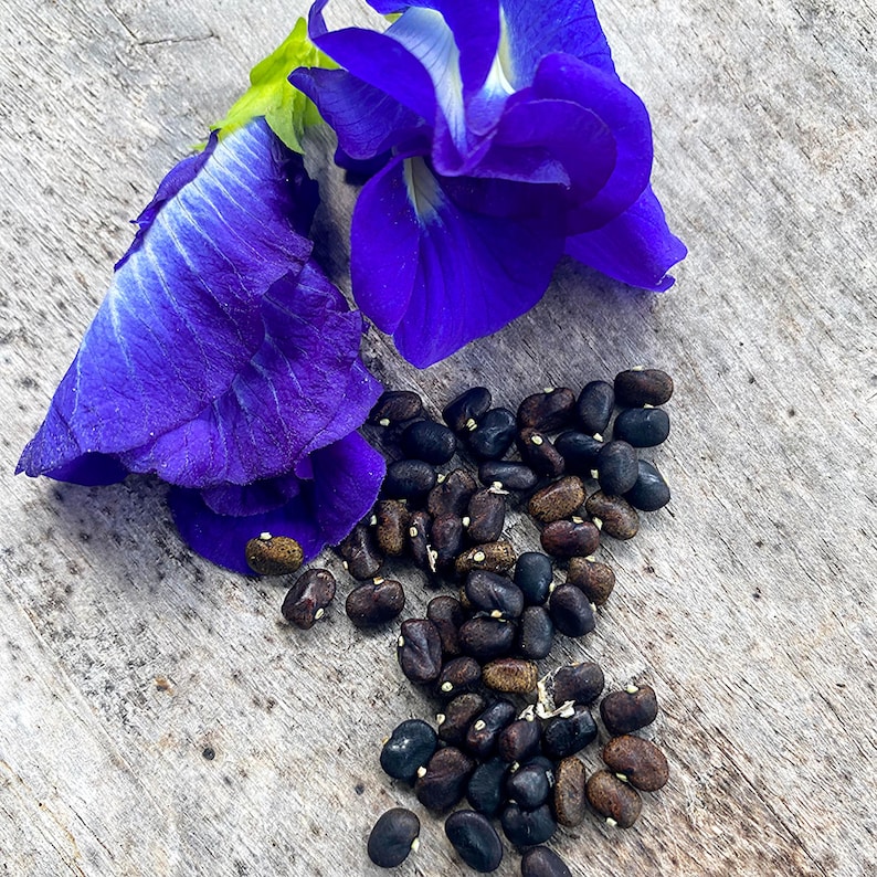 Great Description About Butterfly Pea Flower Seeds