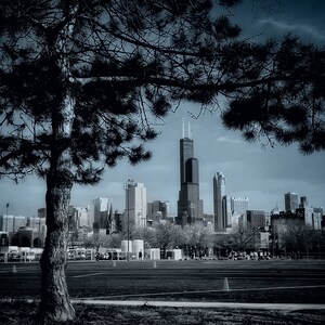 Chicago framed by a tree, canvas