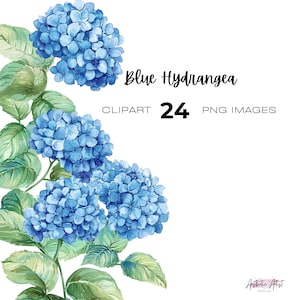 May include: Watercolor illustration of blue hydrangea flowers with green leaves. The image includes the text "Blue Hydrangea" and "Clipart 24 PNG Images" on a white background. The artwork is by Aesthetic Artist.