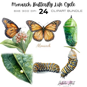 May include: A digital illustration set titled Monarch Butterfly Life Cycle 24 Clipart Bundle. It features a monarch butterfly on a milkweed plant, a monarch butterfly, a green chrysalis, a monarch caterpillar, and a small egg on a leaf.