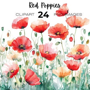 May include: Watercolor illustration of red poppies with green stems and leaves. The image includes the text "Red Poppies" and "CLPART 24 PNG IMAGES". The flowers are in various stages of bloom, with some buds and seed pods.