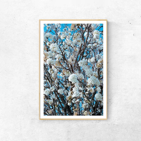 White Spring Flowers 12x18 / 35mm Film Photo Print