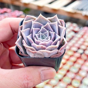 May include: A small succulent plant with light purple leaves arranged in a rosette shape. The plant is potted in a black square pot.