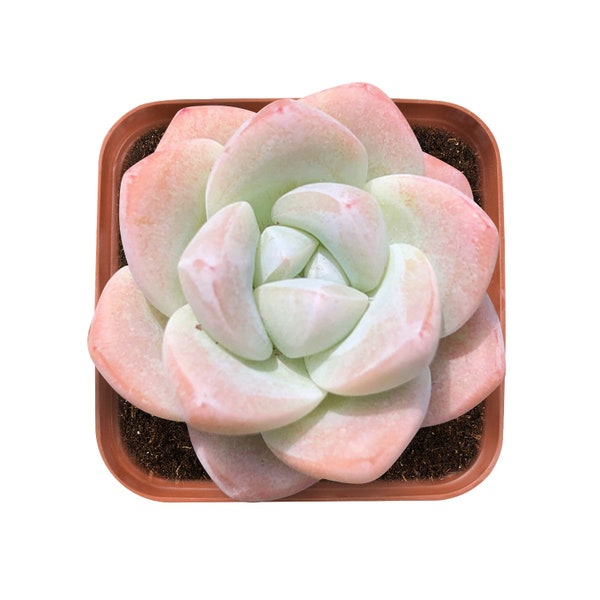 Echeveria 'Ice Green' Rosette Succulent Plant, live lovely mini plant for Indoor Garden Party Decor,DIY Project,Wedding Favor,Baby Shower