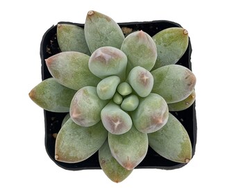 xPachyveria 'Angel's Finger' Succulent Plant, Rooted in 2'' Planter Pot, Great For Home Decor, Office Decor, Party Decor, Succulent Gift