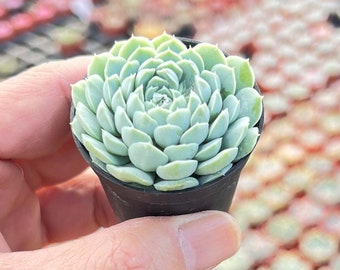 Echeveria 'Ball of Fat' Rosette Succulent Plant, Fully Rooted in 2'' Planter, Perfect for Home Decor, Housewarming Gift, Garden Decor, Gift