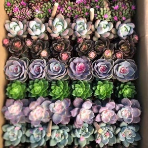 36/54 Packs Assorted Succulent Plants,Different Varieties Plants,Rooted in 2'' Pot,Beautiful for Baby Shower,Bridal Shower,Wedding Gifts image 2