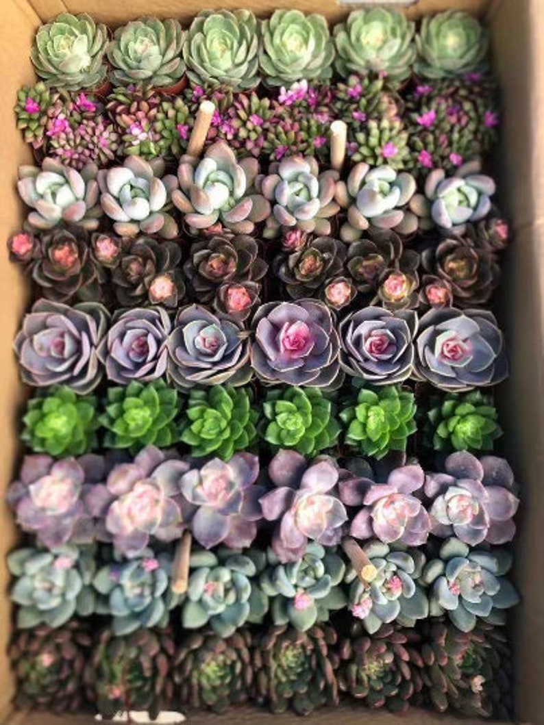 36/54 Packs Assorted Succulent Plants,Different Varieties Plants,Rooted in 2'' Pot,Beautiful for Baby Shower,Bridal Shower,Wedding Gifts image 2