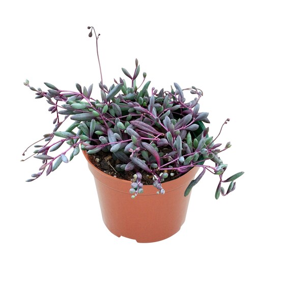 thumbnail interactive-video image 1 of Othonna Capensis 'Little Pickles' Succulent – Fully Rooted In 4-Inch Pot, DesertViewCactus 1 of 3
