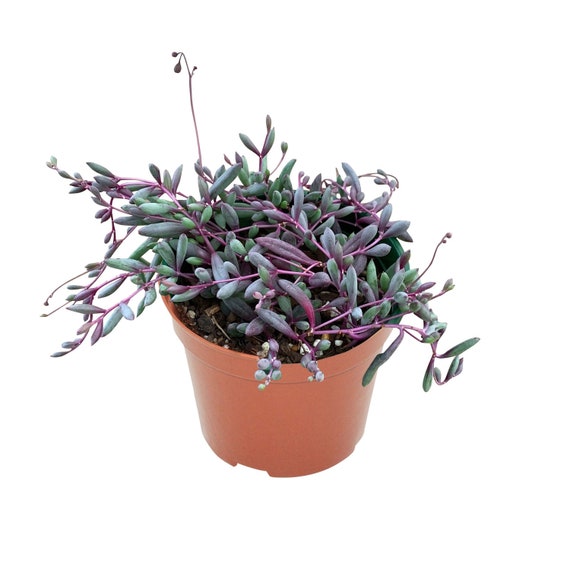 Othonna Capensis 'Little Pickles' Succulent – Fully Rooted In 4-Inch Pot, DesertViewCactus