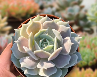 4'' Potted Echeveria Lola (Large) Succulent Plant, Rosette Plant Perfect For Indoor Outdoor Decor