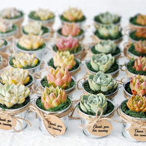 36 Packs Assorted Succulent Plants & Silver Metal Buckets, Perfect for Baby Shows | Wedding | Party | Succulent Gifts | Customized Tags