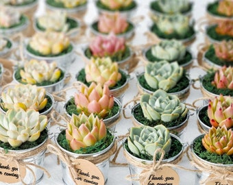 36 Packs Assorted Succulent Plants & Silver Metal Buckets, Perfect for Baby Shows | Wedding | Party | Succulent Gifts | Customized Tags