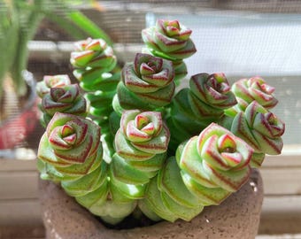 Crassula 'Baby's Necklace' Succulent - 2" Live Plant Decor, Home Decor, Valentine's Day Gift