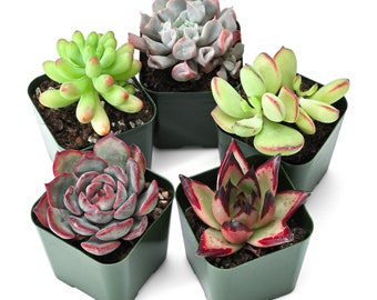 5 Packs Assorted Succulent Plants, Fully Rooted in 2'' Planter, Small Indoor House Plants for A Shower, Garden Decor, Best Succulent Gifts