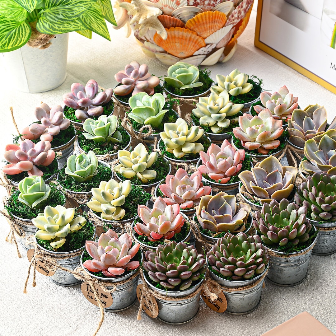 Assorted Succulent Plants & Silver Metal Buckets, Perfect for Baby Shower Wedding Favors Party Decor Plant Gifts Succulent Gift