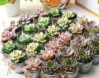 Assorted Succulent Plants & Silver Metal Buckets, Perfect for Baby Shower | Wedding Favors | Party Decor | Plant Gifts | Personalized Tags