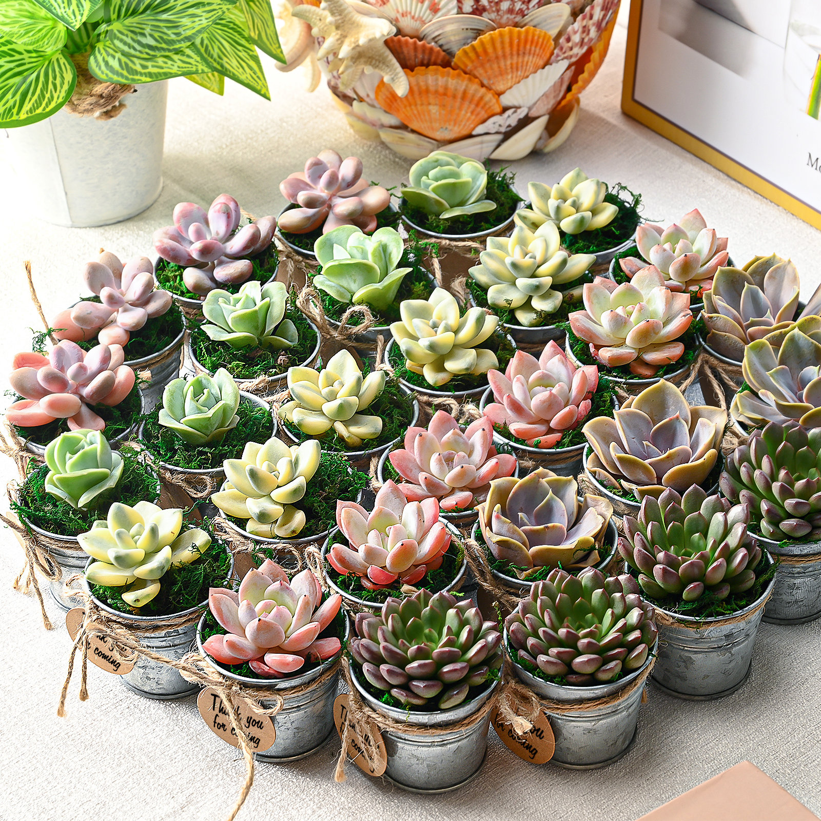 moss rose seeds bulk Portulaca Moss Rose Double Mixed Colors Seeds 300mg from Ferry-Morse Seeds main image 1