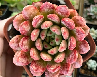 Echeveria 'Pink Ruby' Rosette Succulent Plant,Potted in 2'' Planter,Live House Plant for Home Decor,Party Decor,Desk Decor,Baby Shower Gift