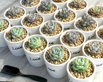 20 Packs Succulent Plants With 'Love' Ceramic Planters, Perfect for Baby Shower,Wedding Decor,Bridal Favors,Succulent Gifts for Mom,Father