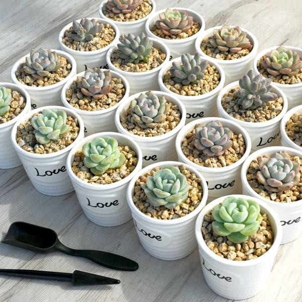 20 Packs Succulent Plants With 'Love' Ceramic Planters, Perfect for Baby Shower,Wedding Decor,Bridal Favors,Succulent Gifts for Mom,Father