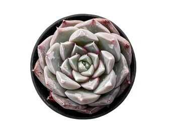 echeveria classic french trnusers サイズ2 The Echeveria Collection