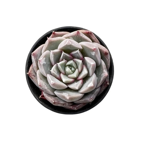 echeveria classic french trnusers サイズ2 Echeveria the Next Gardener Perfume Taro Succulent Plant